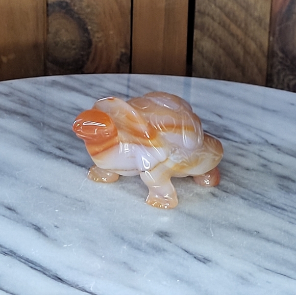 Xarnelian Land Tortoise - Picture 9 of 16